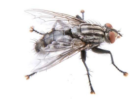 蚊蝇究竟怎样传播疾病呢?