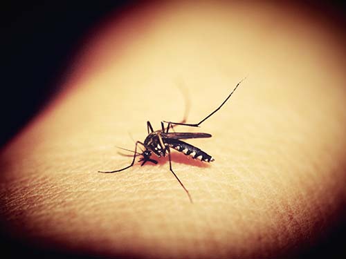 到底什么样的人更招蚊子呢？