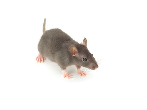 老鼠怕什么东西?是气味还是声音?