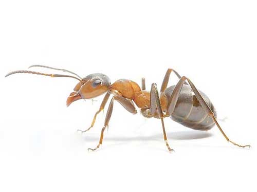 来谈谈蚂蚁药怎么杀死蚂蚁?蚂蚁药一窝端是什么原理?