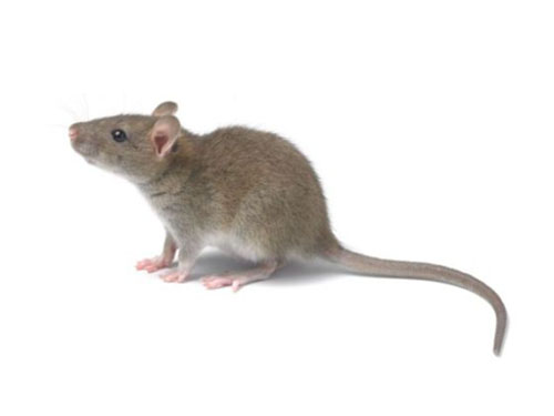 如何有效控制鼠类？